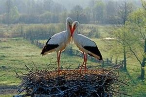 ВІКНО РУБРИКИ: тут лелеки діток не дарують… 