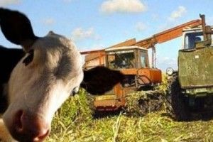 Волинь займає 8 місце в Україні за кількістю корів та птиці