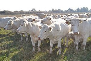 ВОЛИНСЬКИМИ БИЧКАМИ ЗАЦІКАВИЛИСЯ І БІЛОРУСИ, І ЧЕХИ