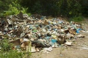 На Волині та Рівненщині у фотопастки потрапляють порушники, які викидаються сміття у лісі