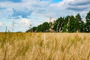 Волинянину незаконно дали 2 гектари землі в заказнику 