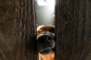 Багатодітний батько жорстоко розправився з домашньою твариною на очах у малечі