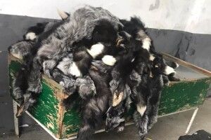 На кордоні з Польщею вилучили дорогоцінне хутро (Фото)