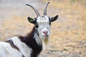 У Рівному під вікнами багатоповерхівок пасуться кози (Фото)
