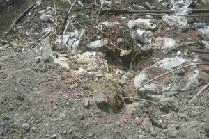 У Луцьку тваринні рештки прикидали будівельним сміттям