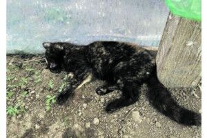У селі на Тернопільщині  за годину знайшли мертвими 13 котів