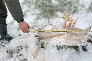 Вирубка лісу в Луцькому районі завдала майже 20 мільйонів гривень збитків