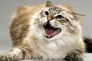 На Волині через випадок сказу у кота ввели карантин у двох селах