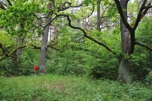 Біологи та історики ламають голови над загадками Чортового болота