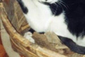 БРАТИ НАШІ МЕНШІ: мій бідолашний Тосік безневинно постраждав