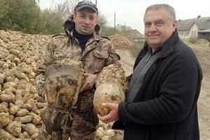 БІДА:  БУРЯКИ  ВРОДИЛИ…