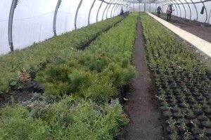 У Ратнівському розсаднику цього року планують виростити понад 6 млн сіянців різних порід (фото)