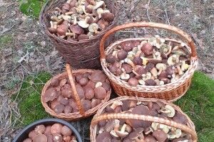 Рівнянка гайнула до лісу і назбирала чотири кошики та ще й відро польських (Фото)