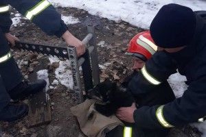 Бійці ДСНС та триколінна драбина врятували життя цуценяті (фото)