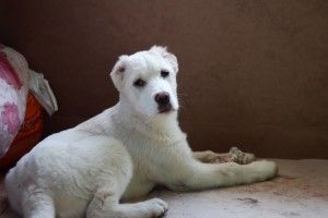В Луцьку шукають безслідно зниклу 7-місячну членкиню сім’ї (фото)
