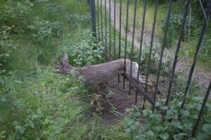 На Хортиці бійцям ДСНС довелося рятувати косулю, яка застрягла у паркані (фото)