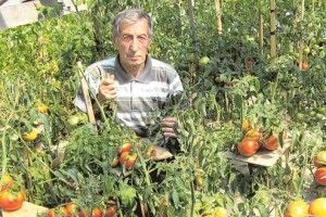 Диво-томати з Полісся