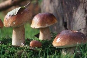 Від збору ягід та грибів у лісах Волині до бюджету надійшло 4,7 млн грн