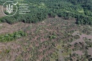 Понад 5 тисяч пнів: на Волині виявили масштабне нищення лісу