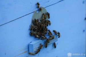 На Волині фермер спричинив масовий мор бджіл