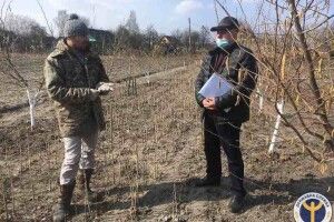 Ратнівчанин вирощує у своєму саду понад 20 сортів фундука