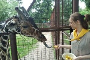 Юннатка Мирослава змайструвала іграшку для жираф'ячого язика: аби у довгошиїх усе було гаразд із психікою (Фото)