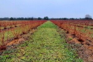 В учасника АТО на Волині обікрали плантацію лохини