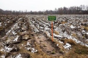 На Маневиччині вирощують новорічні ялинки