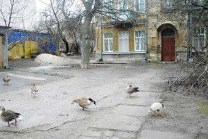 У центрі Києва отруїли унікальну колекцію птахів