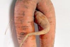 ФОТОЖАРТ: чи буває морква чоловічого роду?