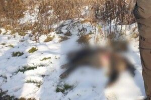 На Волині браконьєра затримали на місці злочину