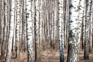Погода на п'ятницю, 26 березня: вдень на Волині буде до 10° тепла