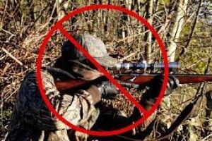 На Волині браконьєри вбили зубра, лося та оленя