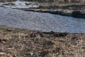 ЯКА МЕЛІОРАЦІЯ ПОТРІБНА ПОЛІССЮ?