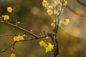 Температурний рекорд у Луцьку: березень побив свій власний максимум