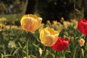 Такої оковитої ще ніхто не куштував!