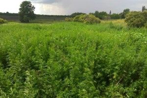 Поблизу лінії зіткнення на Донбасі прикордонники виявили три гектари конопель