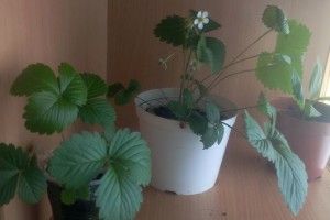 Вихованці Рудниківського шкільного лісництва виростили кімнатні сунички