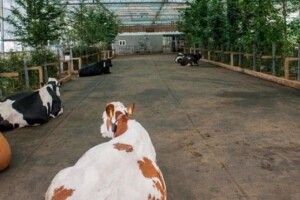 Заради збільшення надоїв будують корівник-сад