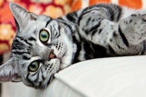 У одному із сіл Нової Зеландії хочуть заборонити котів