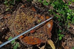 На Волині виявили незаконну вирубку сосни, вільхи та беріз на понад мільйон гривень