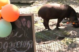  У Рівному відзначили день народження тапіра Майї (Фото, відео)