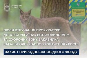 Волинський суд змусив ДП «Ліси України» узаконити заповідник «Рись»