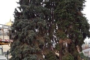 Головні ялинки Луцька будуть золотистими: відомо, коли їх засвітять (Фото)