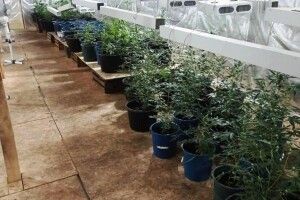 На території колишньої ферми облаштували конопляну плантацію