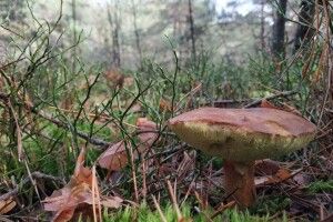 Який він восени – лютківський ліс на Волині (Фото)