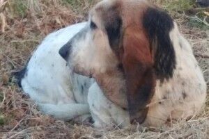 У Луцьку шукають господарів висловухого пса, який вже третю добу ночує на розі Львівської та Болбочана