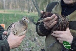 Ще 280 фазанів оселилися на Волині (Фото)