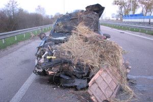 Житель Рівненщини загинув на свій День народження – разом з двома кіньми (фото)