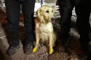 У Туреччині собака із чотирма пораненими лапками врятував з-під завалів п'ятьох людей (Фото)
